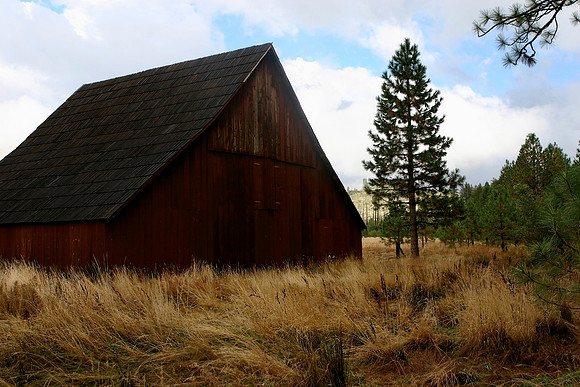 Foresta, Yosemite National Park