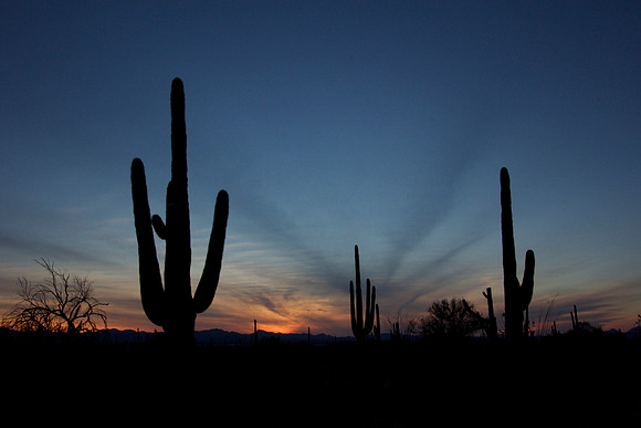 sunset, Saguaro National Park