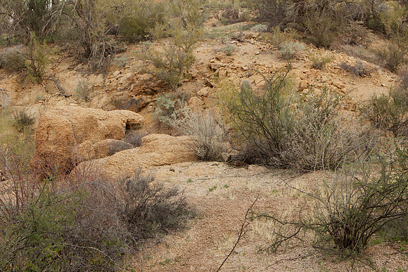 arroyo color, Saguaro National Park