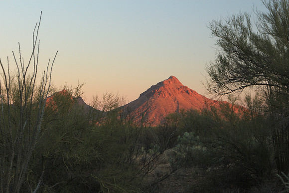 Saguaro National Park