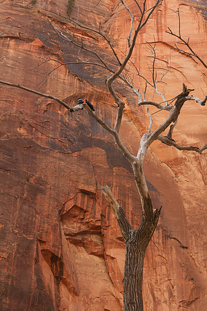 ravens at Temple of Sinawava, Zion National Park