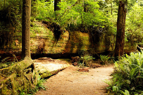 Jedediah Smith State Park, CA