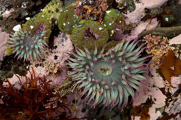 aggregating anemones, Olympic National Park