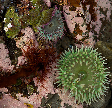anemones, Olympic National Park