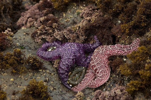 ochre sea stars, Olympic National Park