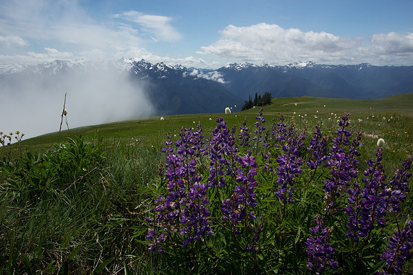 Hurricane Hill, Olympic National Park