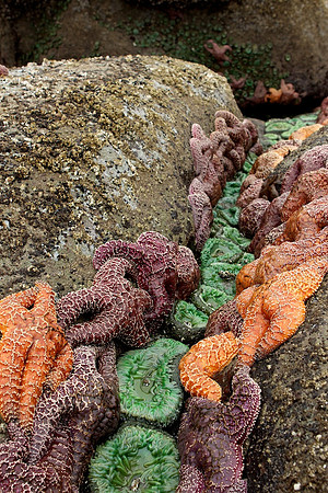 Olympic National Park, Beach 4