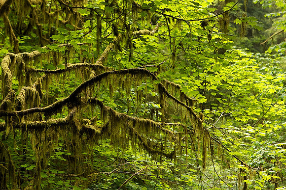 Redwoods National Park