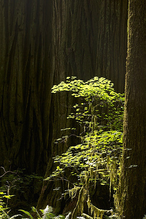 Jedidiah Smith State Park