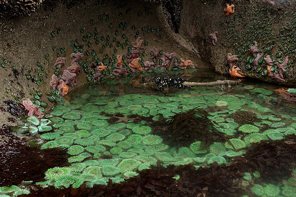 Beach 4 tide pool, Olympic National Park