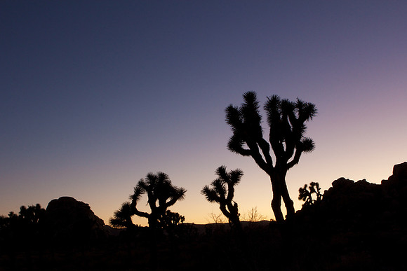 sunset in Joshua Tree National Park