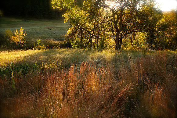Custer State Park, South Dakota