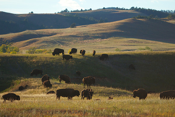 Custer State Park