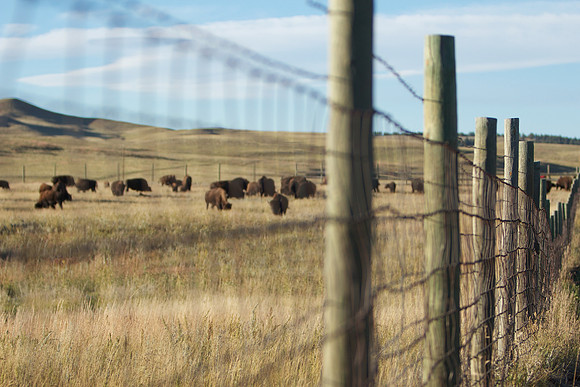 Custer State Park